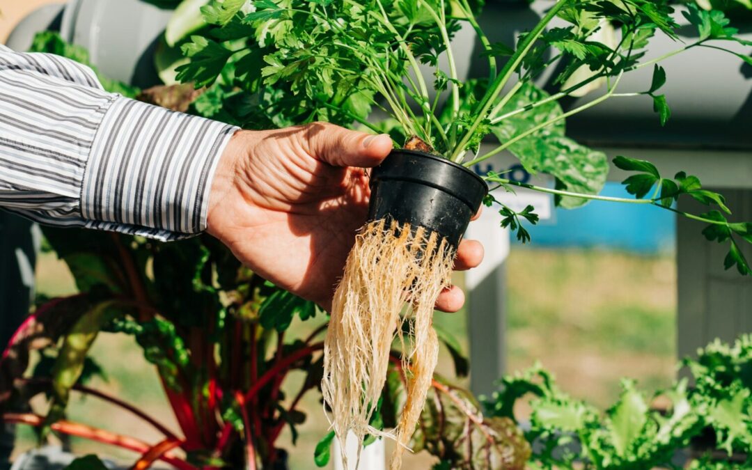 ESTADO PROMOVERÁ PRODUCCIÓN SUSTENTABLE DE PECES Y PLANTAS