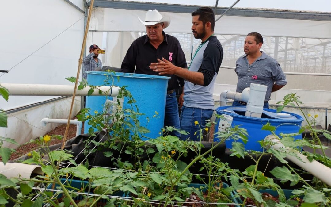 IMPULSARÁN PROYECTOS DE ACUAPONÍA EN EL ESTADO