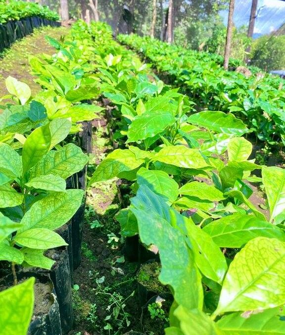 INICIAN PROGRAMA EN APOYO A PRODUCTORES CAFERALEROS DE LA HUASTECA  