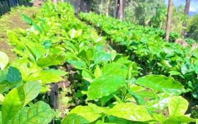 INICIAN PROGRAMA EN APOYO A PRODUCTORES CAFERALEROS DE LA HUASTECA  