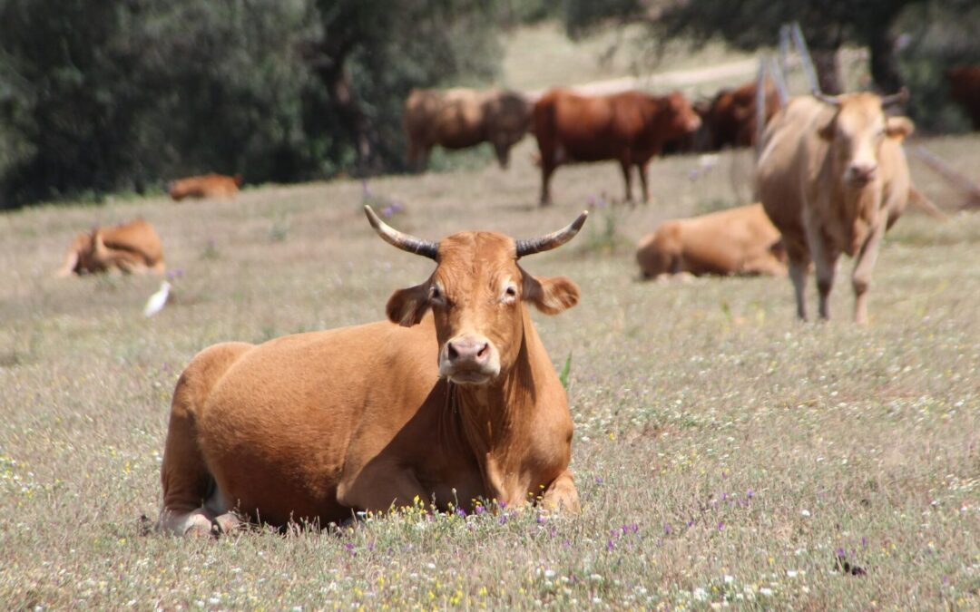 PROYECTAN EVALUACIÓN DE ESTATUS SANITARIO DE GANADO