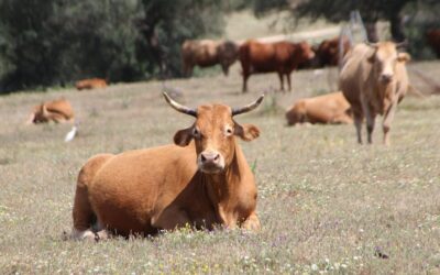 PROYECTAN EVALUACIÓN DE ESTATUS SANITARIO DE GANADO