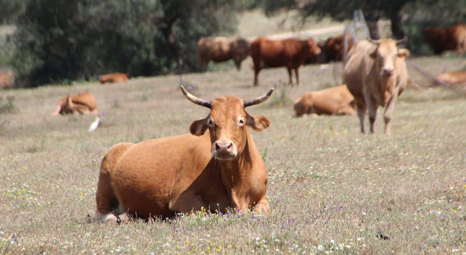 PROYECTAN EVALUACIÓN DE ESTATUS SANITARIO DE GANADO