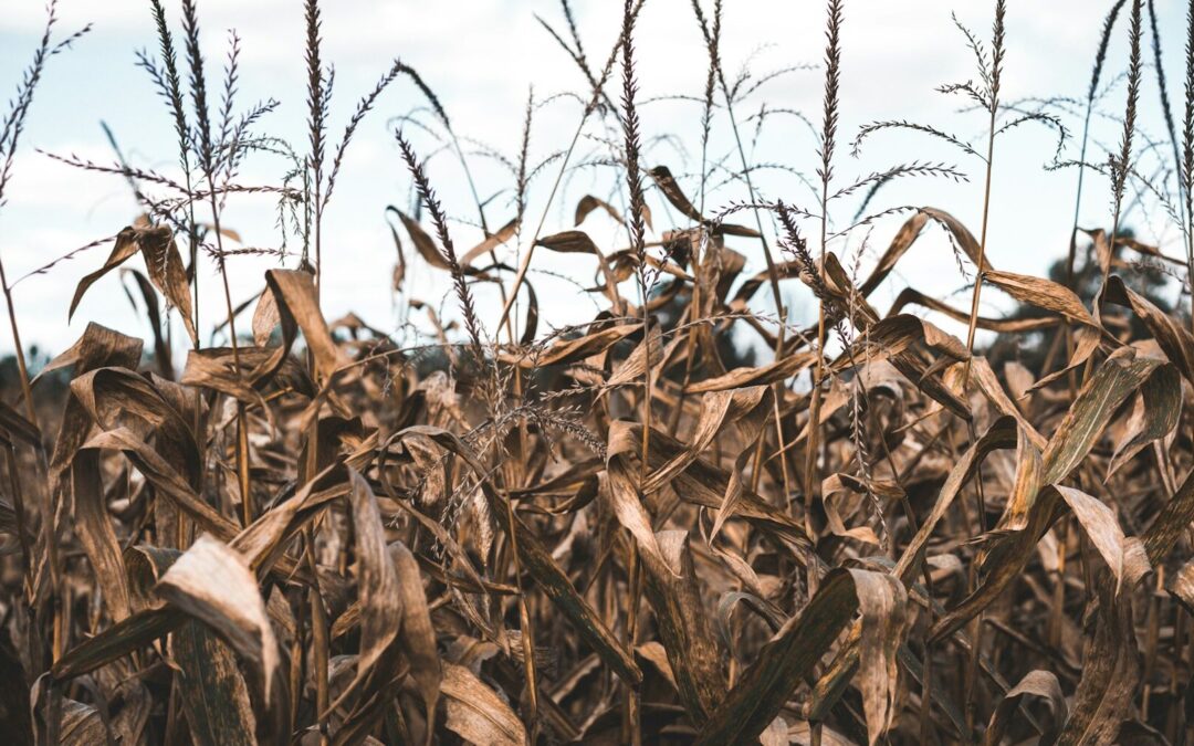BRINDARÁN 119 MDP EN CRÉDITOS PARA EL CAMPO
