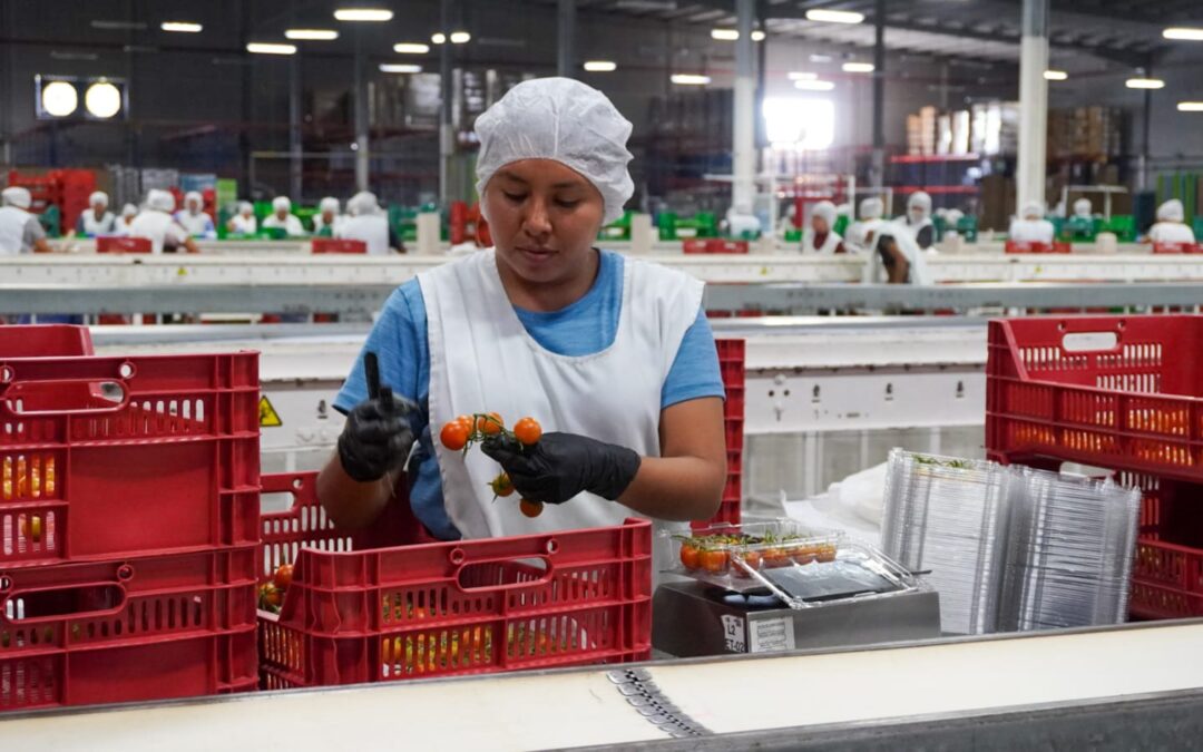 CONTINÚA CICLO DE PRODUCCIÓN 2024 DE INVERNADEROS SANTA RITA