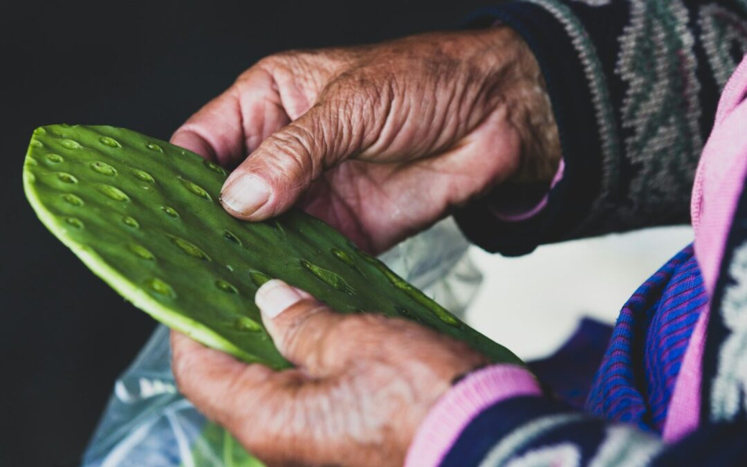 PROMUEVEN PRODUCCIÓN DE NOPAL PARA AUTOCONSUMO Y FORRAJERO