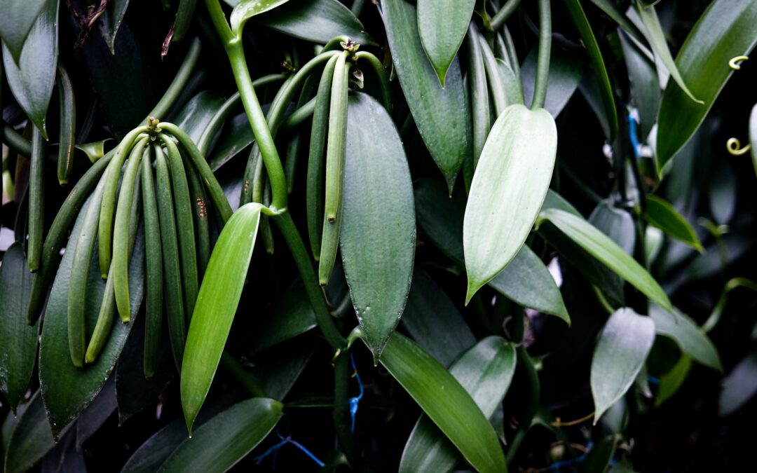 PROMUEVEN FINANCIAMIENTOS PARA EL CAMPO