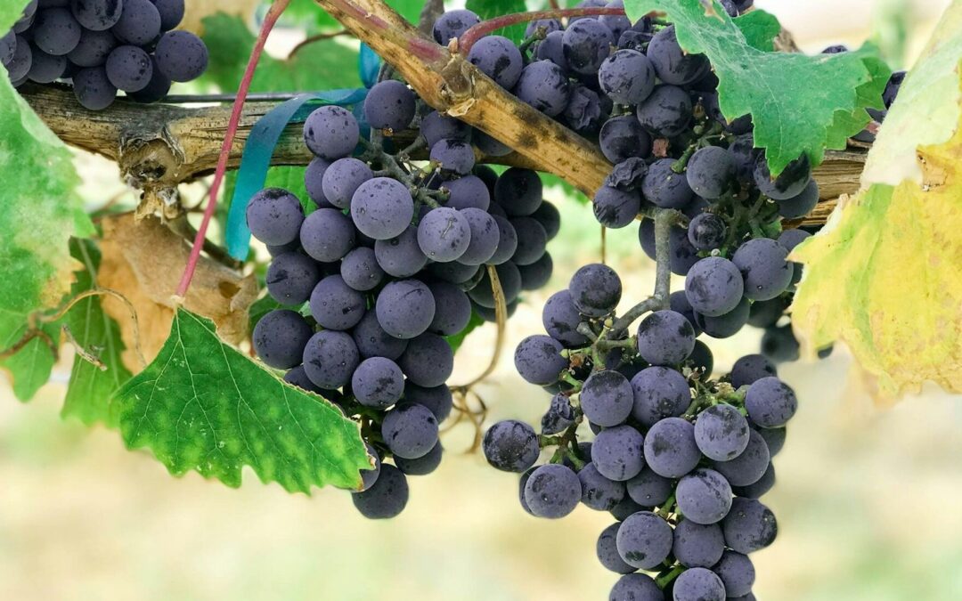 BUSCARÁN PRESERVAR HISTORIA VITIVINÍCOLA DE SLP