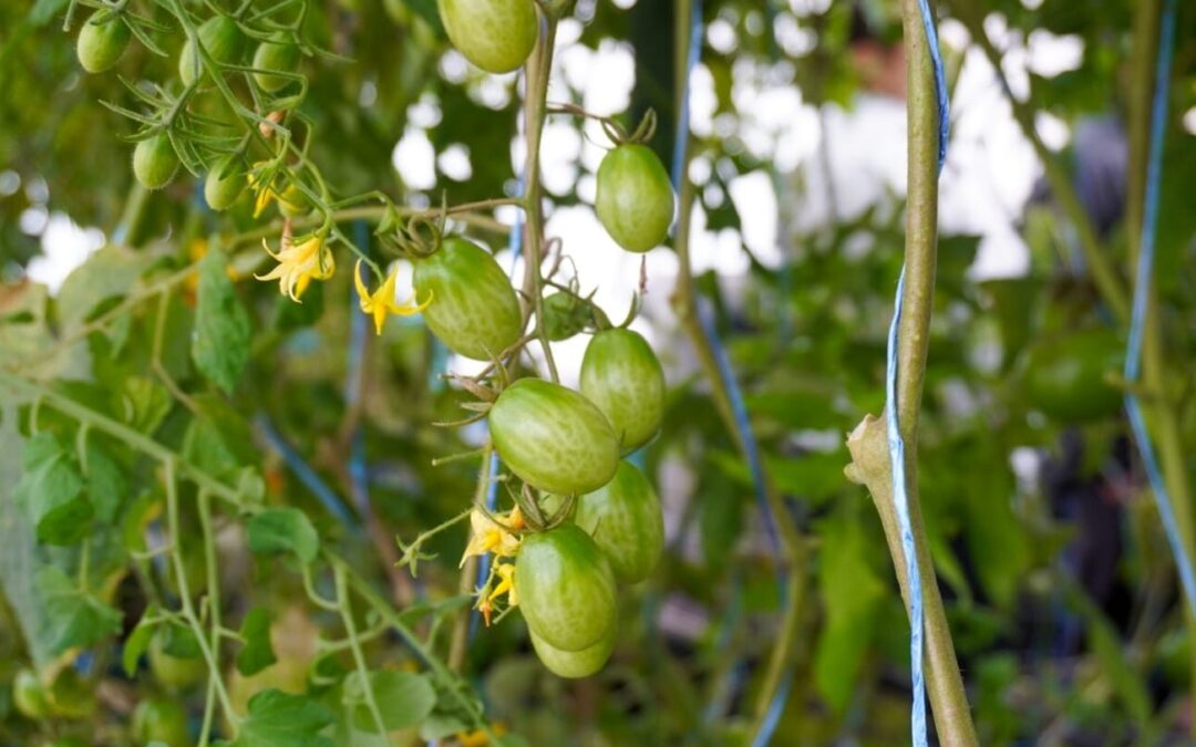 INSTALAN NUEVO SISTEMA DE ACUAPONÍA EN LA HUASTECA