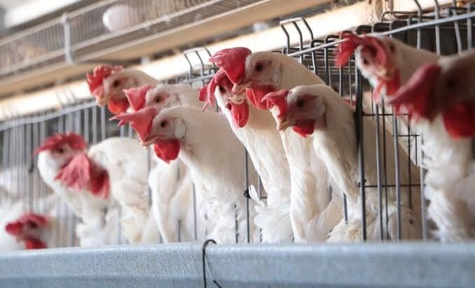 MANTIENEN VIGILANCIA EN SLP CONTRA LA GRIPE AVIAR