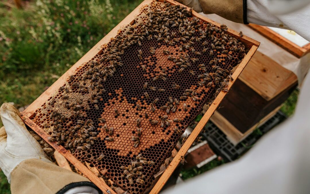 PROYECTAN APOYOS PARA APICULTORES DE LA REGIÓN MEDIA