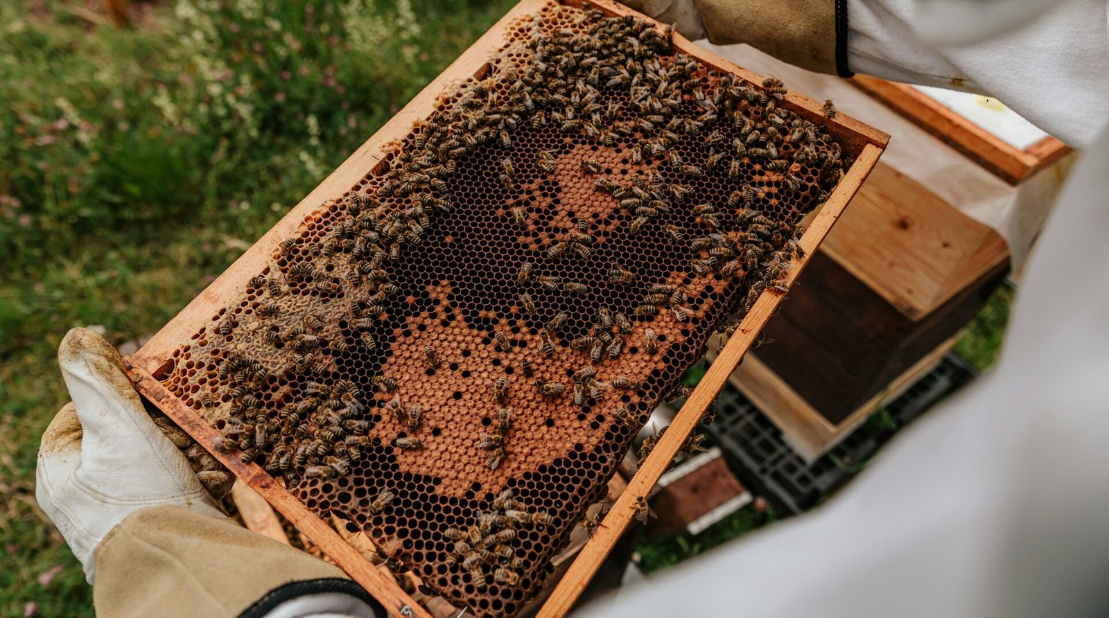 PROYECTAN APOYOS PARA APICULTORES DE LA REGIÓN MEDIA