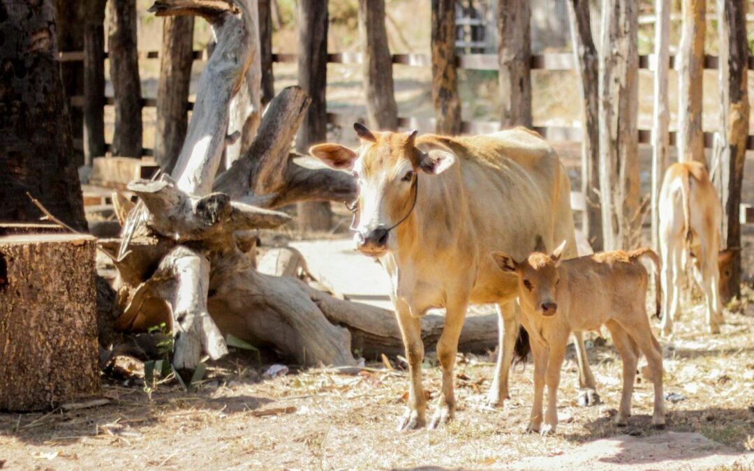 TOMAN ACCIONES ANTE PRESENCIA DE GUSANO BARRENADOR EN GANADO NACIONAL