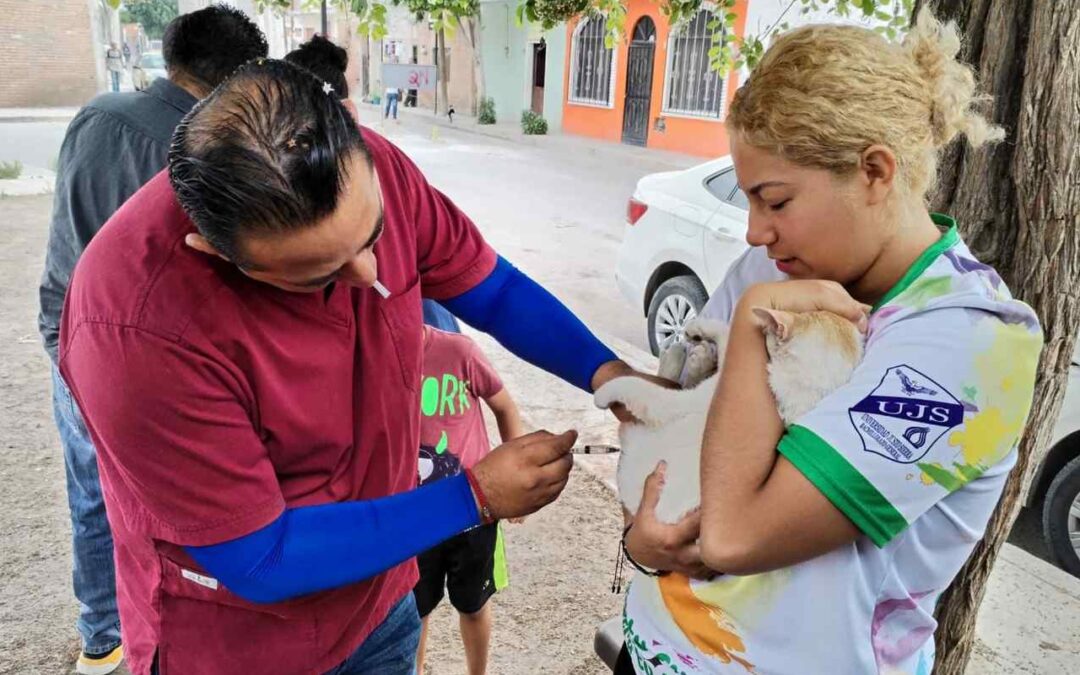 EN SLP, REALIZARON MÁS DE 20 MIL ESTERILIZACIONES DE PERROS Y GATOS EN 2024