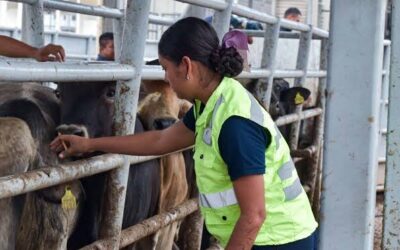 IMPLEMENTARÁN CAMPAÑA CONTRA TUBERCULOSIS BOVINA EN SLP
