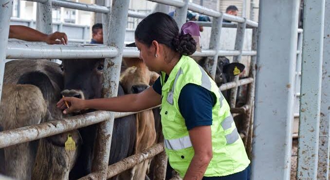 IMPLEMENTARÁN CAMPAÑA CONTRA TUBERCULOSIS BOVINA EN SLP