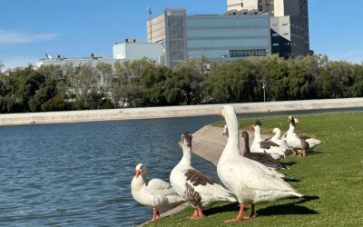 PARQUES TANGAMANGA: ESPACIOS SEGUROS PARA LA FAUNA SILVESTRE Y MIGRATORIA