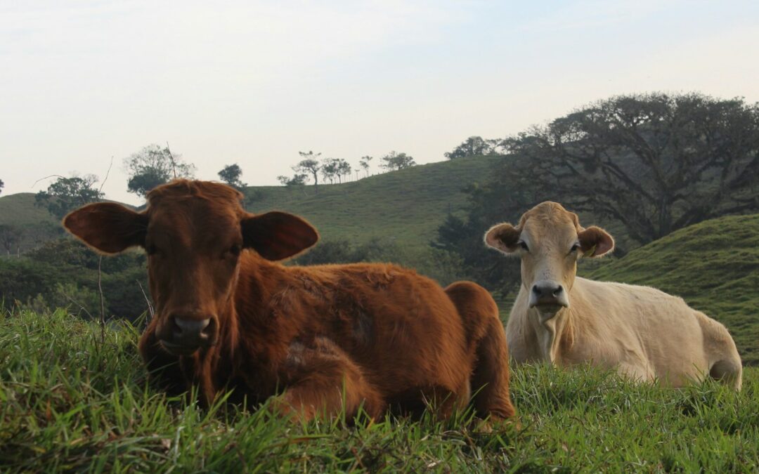 ACTIVAN PROGRAMA DE FINANCIAMIENTO AL CAMPO 2025