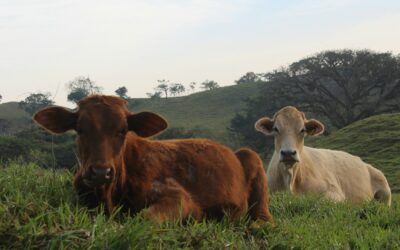 ACTIVAN PROGRAMA DE FINANCIAMIENTO AL CAMPO 2025