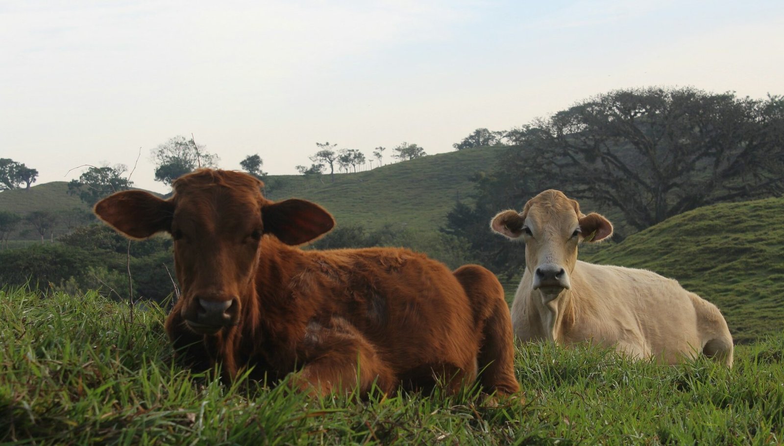 ACTIVAN PROGRAMA DE FINANCIAMIENTO AL CAMPO 2025