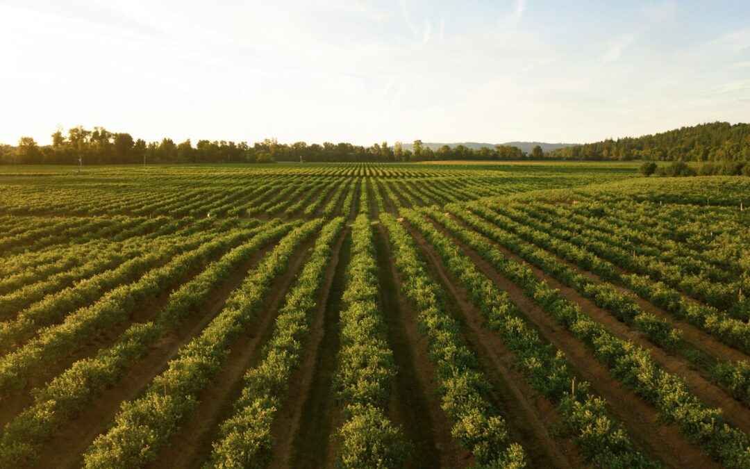 ENCUENTRO NACIONAL DE INVESTIGACIÓN E INNOVACIÓN DEL CAMPO SE REALIZARÁ EN SLP