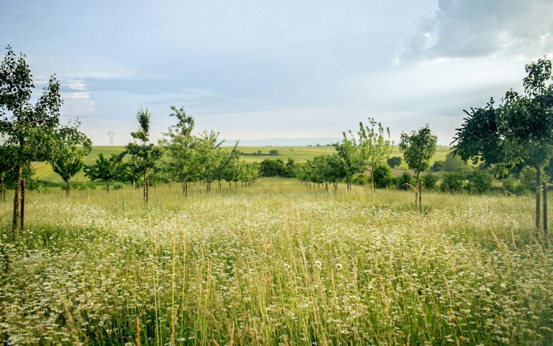 ESTADO ANUNCIA ENTREGA DE TERRENOS PARA FAMILIAS DE SLP