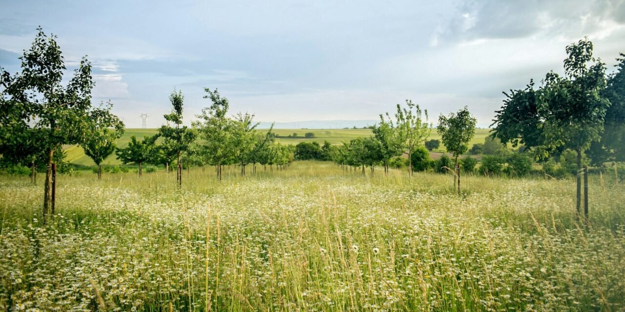 ESTADO ANUNCIA ENTREGA DE TERRENOS PARA FAMILIAS DE SLP