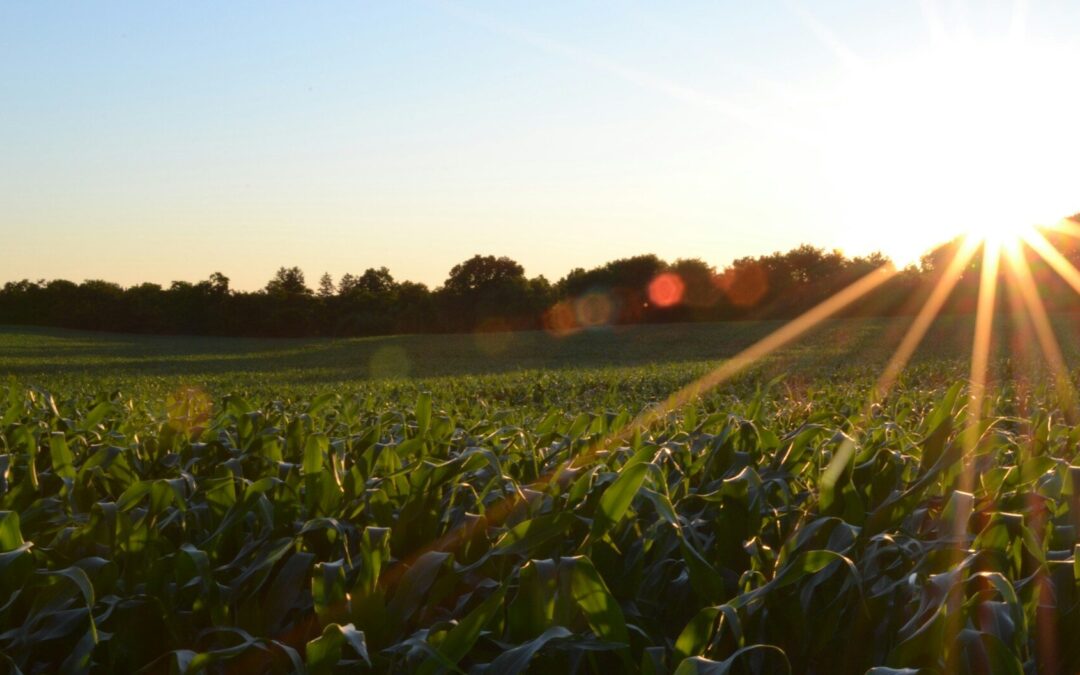 BUSCARÁN GENERAR CONVENIOS PARA ATENDER PLAGAS EN EL CAMPO DEL ESTADO