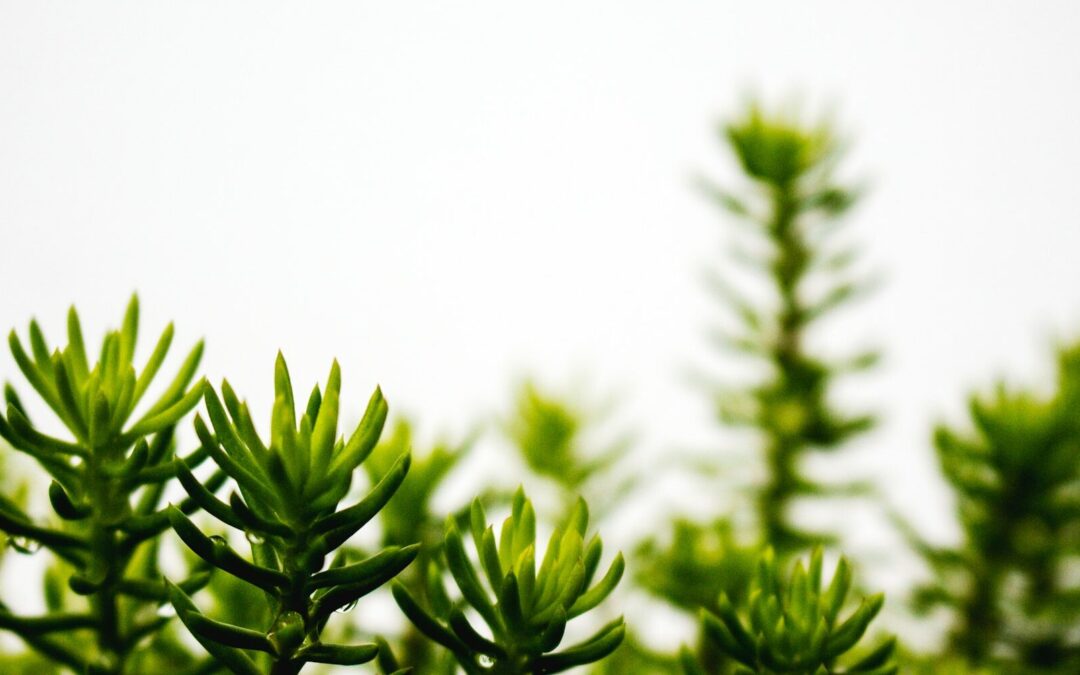 SE PUSO EN MARCHA EL PLAN DE REFORESTACIÓN 2025