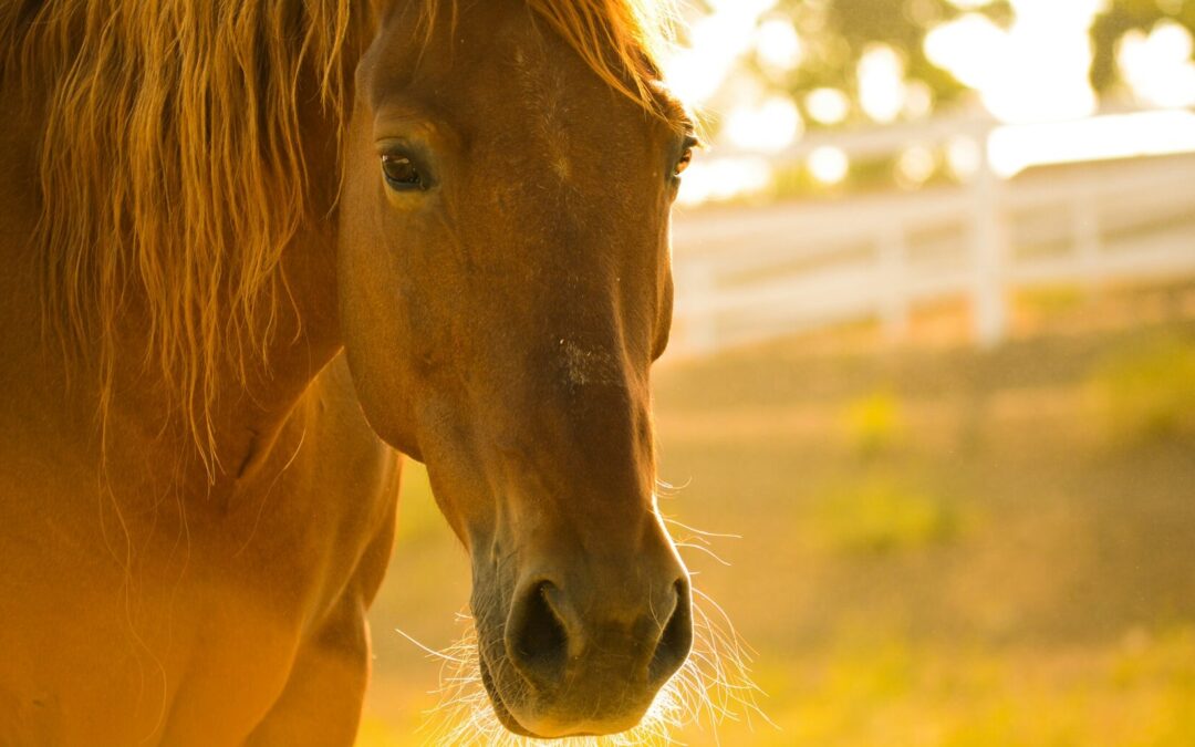 ABREN CONVOCATORIA PARA CERTIFICACIÓN EN EQUINOTERAPIA