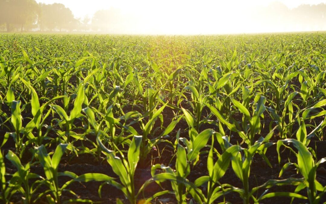 PARTICIPARÁ SLP EN EL PLAN NACIONAL DE DESARROLLO RURAL