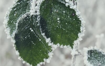 EMITEN ALERTA POR DISMINUCIÓN DE TEMPERATURAS EN TODO EL ESTADO
