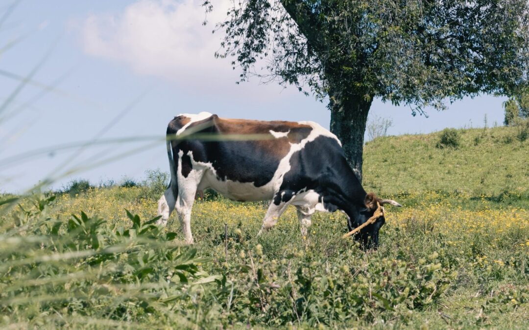 DARÁN APOYOS A CAÑEROS PARA ABASTO DE AGUA AGRÍCOLA
