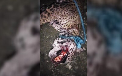 HOMBRE ATACÓ A UN JAGUAR EN CIUDAD VALLES; EL SUJETO MATÓ AL FELINO Y LUEGO COMPARTIÓ EL VIDEO EN WHATS APP