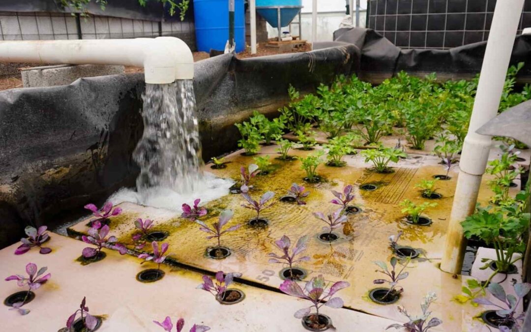 PONDRÁN EN MARCHA MÁS DE CIEN PROYECTOS DE ACUAPONÍA EN EL ESTADO