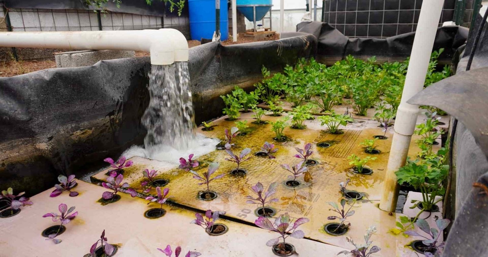 PONDRÁN EN MARCHA MÁS DE CIEN PROYECTOS DE ACUAPONÍA EN EL ESTADO