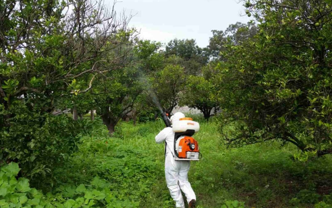 DESTINARÁN 38 MDP PARA COMBATE DE PLAGAS EN CAMPOS DEL ESTADO