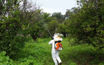 DESTINARÁN 38 MDP PARA COMBATE DE PLAGAS EN CAMPOS DEL ESTADO