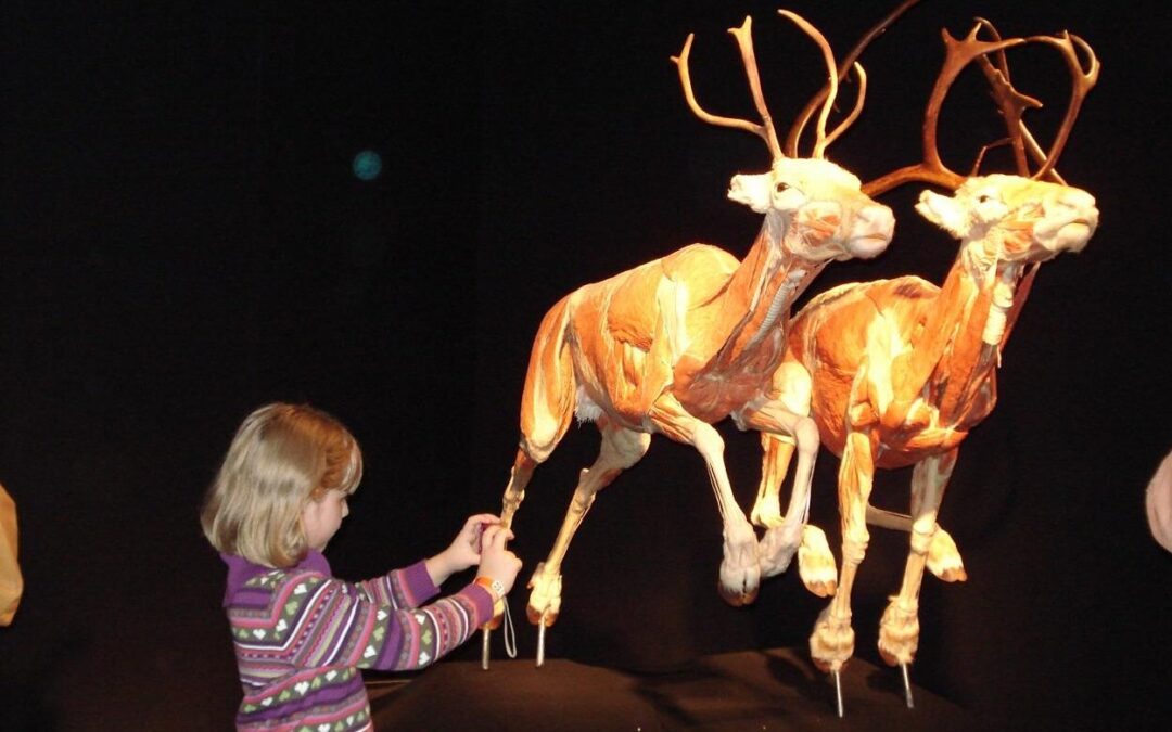 EXPOSICIÓN MUNDIAL “BODY WORLDS ANIMAL INSIDE OUT” LLEGARÁ A SLP