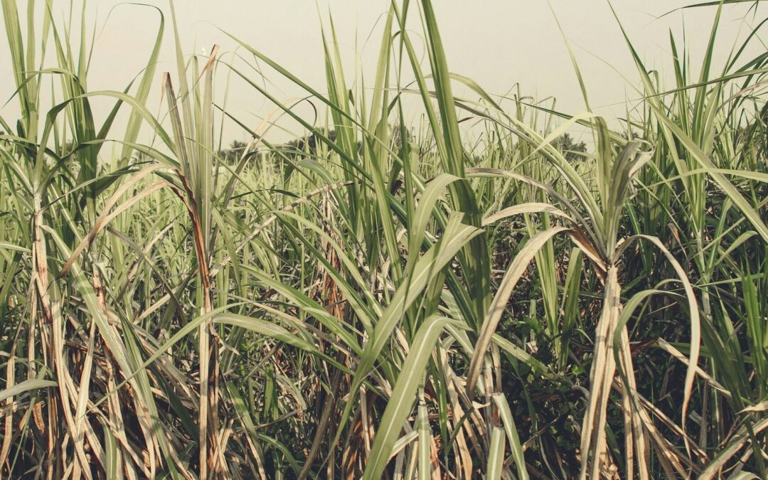 LLEVARÁN A CABO REGULARIZACIÓN DE TIERRAS PARA PRODUCTORES AGRÍCOLAS