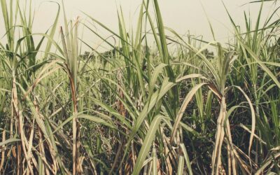 LLEVARÁN A CABO REGULARIZACIÓN DE TIERRAS PARA PRODUCTORES AGRÍCOLAS