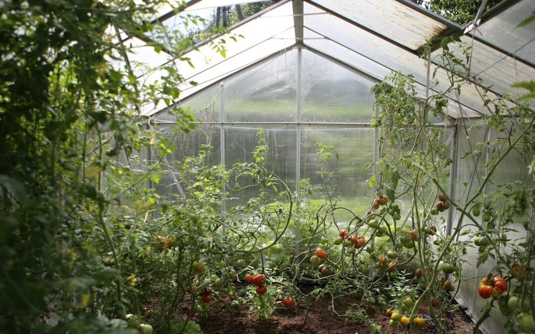 BUSCAN RESCATAR LOS INVERNADEROS SANTA RITA