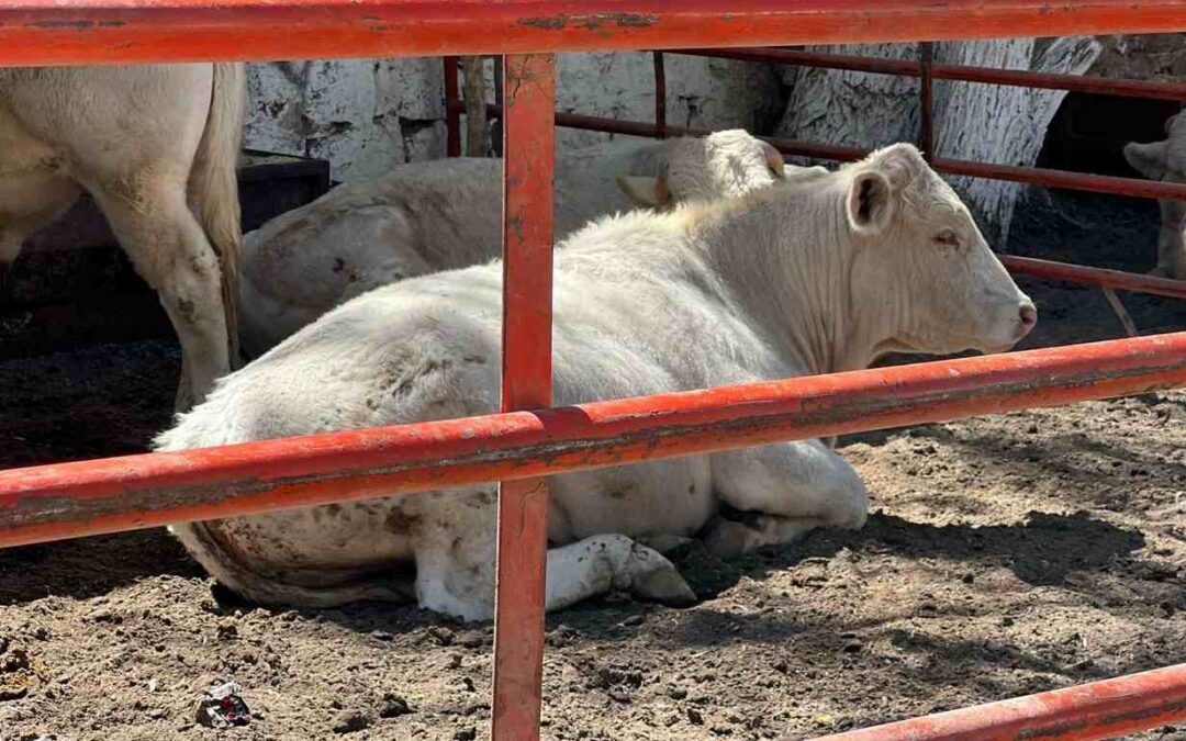 SE LLEVÓ A CABO EXPO GANADERA 2025 EN SALINAS