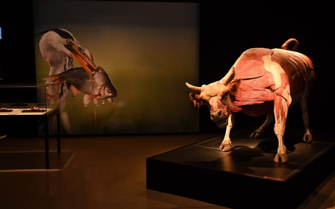 INAUGURAN EXPOSICIÓN INTERNACIONAL BODY WORLDS: ANIMAL INSIDE OUT