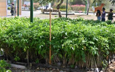 INICIA PROGRAMA ESTATAL DE REFORESTACIÓN