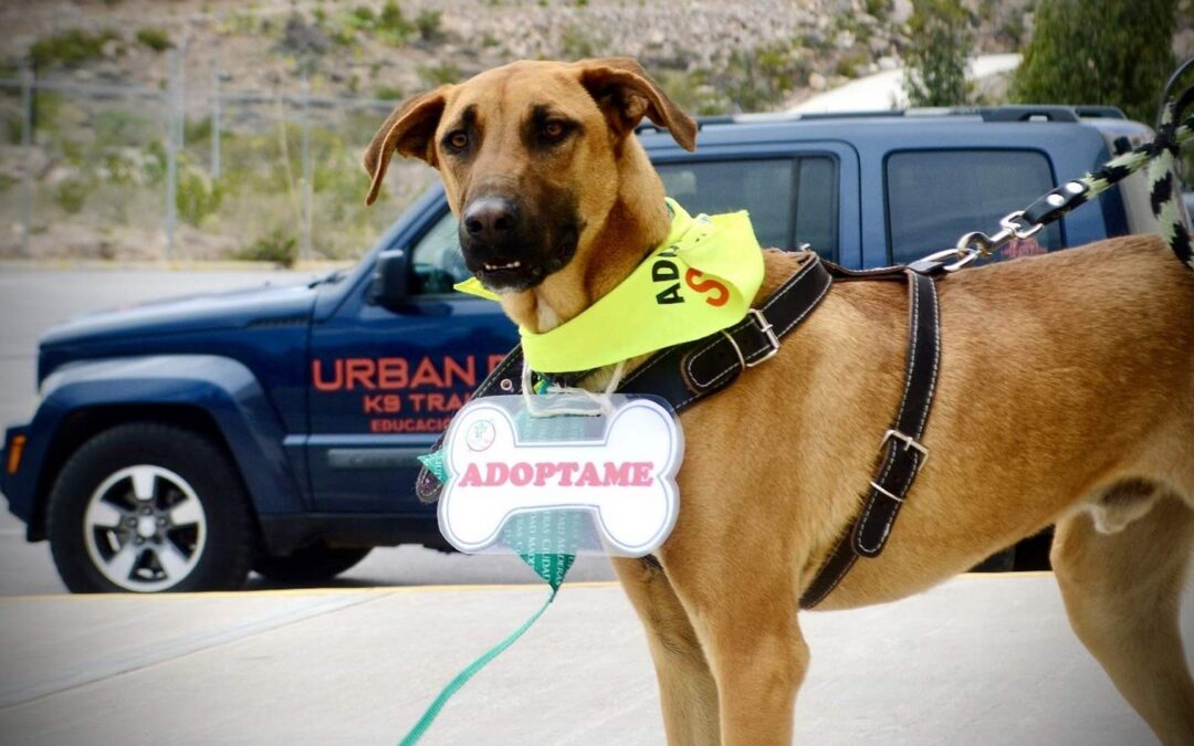 DOG FEST 2025 QUINTA EDICIÓN SE REALIZA EN EL CENTRO DE CONVENCIONES DE SLP