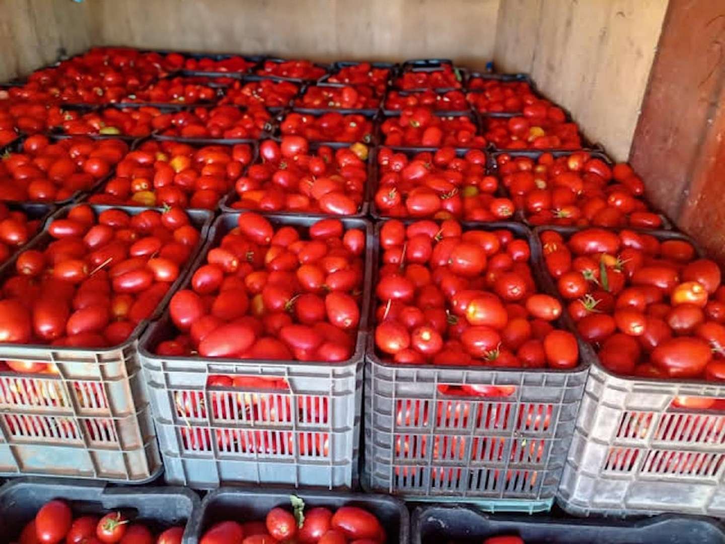 ESTADO BRINDA APOYO A PRODUCTORES DE JITOMATE POR MEDIDAS DE ESTADOS UNIDOS