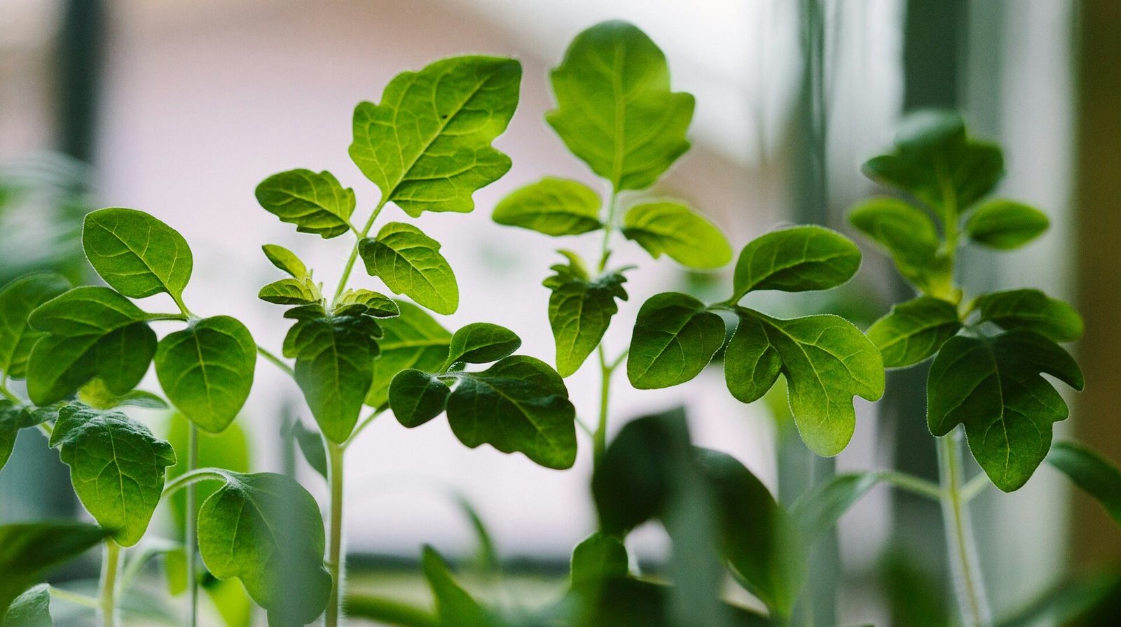 IMPLEMENTARÁN 25 HUERTOS ESCOLARES PEDAGÓGICOS PARA FOMENTAR LA ALIMENTACIÓN SALUDABLE EN SLP
