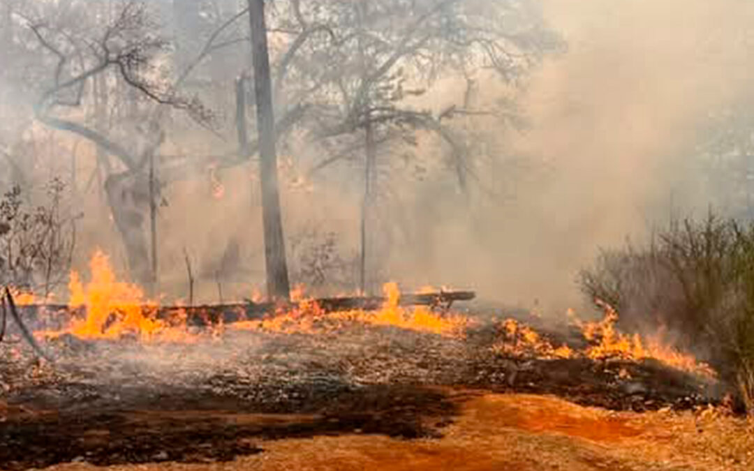 EL FUEGO ALCANZÓ A “EL MADROÑO”