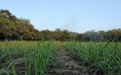 ESTADO SUPERVISARÁ ACTIVIDADES DE LA ZAFRA